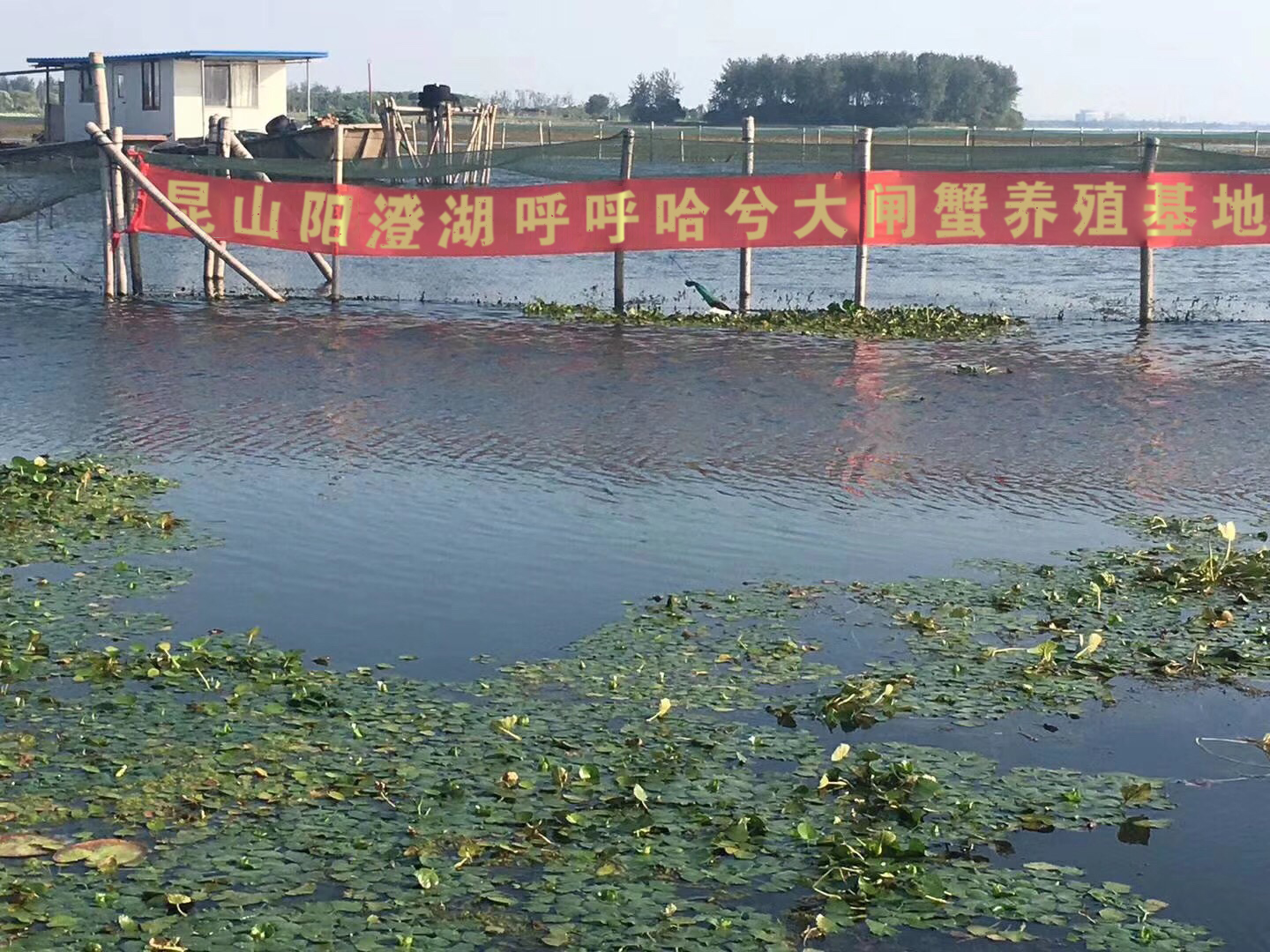 阳澄湖大闸蟹