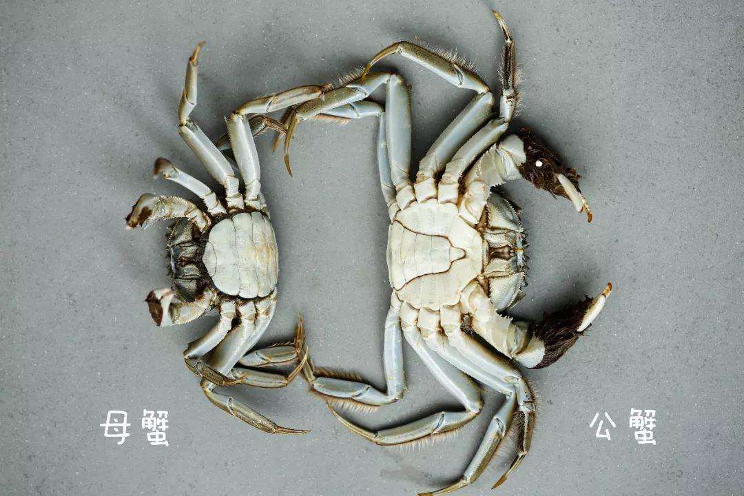 阳澄湖大闸蟹 阳澄湖大闸蟹