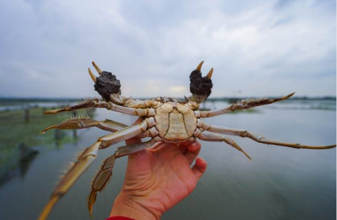 阳澄湖大闸蟹